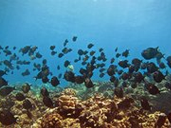 Oahu Diving