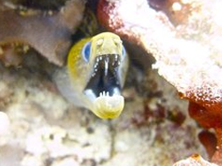 Oahu Diving