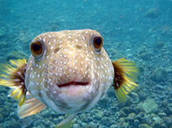 Oahu Diving