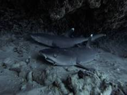 Oahu Diving