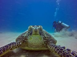 Oahu Diving