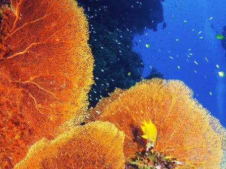 Scuba Diving in Honolulu and Waikiki